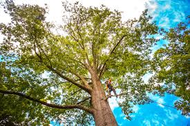 Best Tree Removal  in Mountlake Terrace, WA